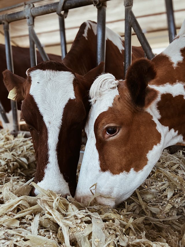 Minerales para nutrición animal